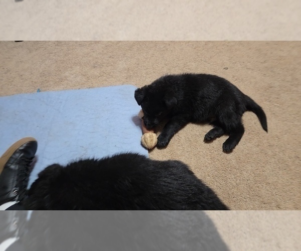 Medium Photo #5 German Shepherd Dog Puppy For Sale in BEAVER, OH, USA