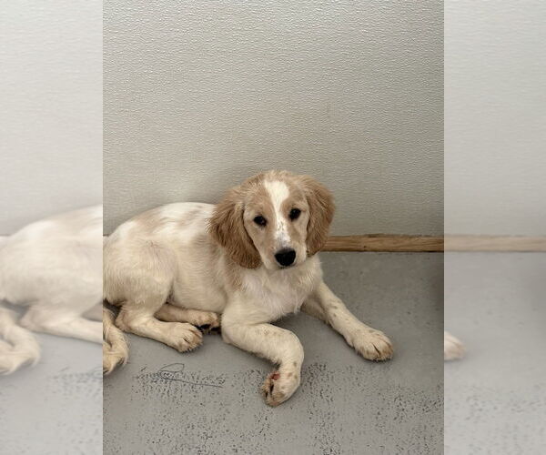 Medium Photo #3 Colonial Cocker Spaniel-Golden Retriever Mix Puppy For Sale in Studio City, CA, USA