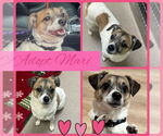 Small #3 Beagle-Spaniel Mix
