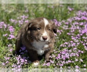 Miniature Australian Shepherd Puppy for sale in ROCKY MOUNT, VA, USA