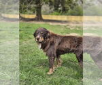 Small #8 Australian Shepherd Mix
