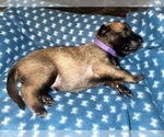 Small Photo #184 Belgian Malinois Puppy For Sale in REESEVILLE, WI, USA