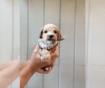 Small #3 Cock-A-Poo