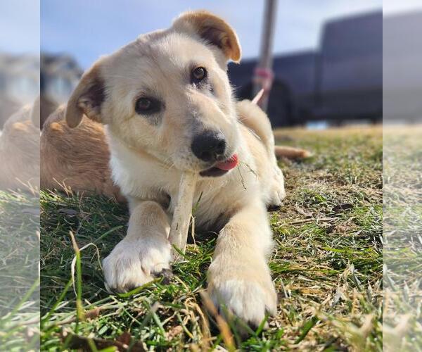 Medium Photo #2 Golden Pyrenees Puppy For Sale in Brooklyn Center, MN, USA