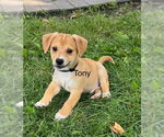 Small #1 Mutt
