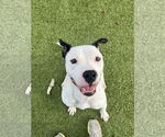 Small #2 Mutt