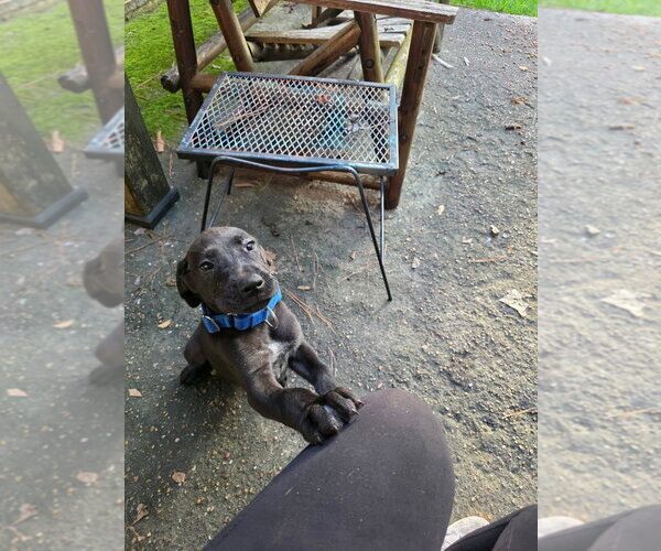 Medium Photo #2 Great Dane Puppy For Sale in Bullard, TX, USA