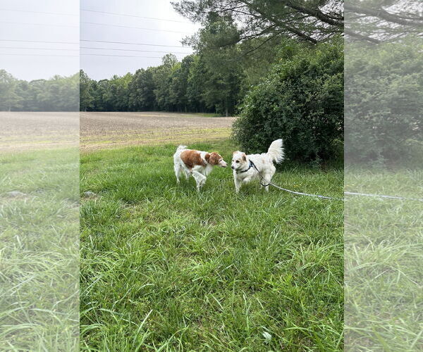 Medium Photo #2 Brittany Puppy For Sale in Curwensville, PA, USA