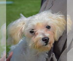 Small #4 Maltese