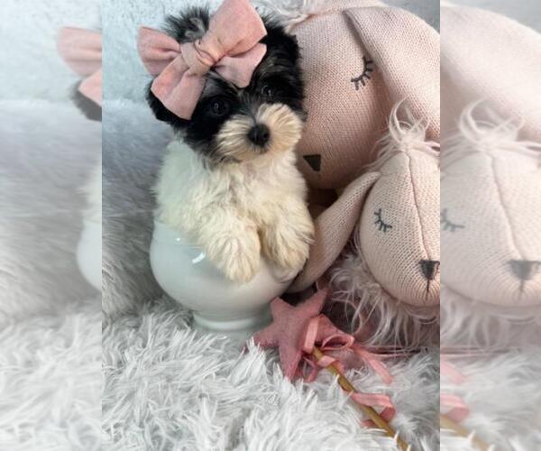 Medium Photo #13 Morkie Puppy For Sale in MIAMI, FL, USA