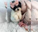 Small #2 Morkie