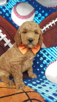 Medium Photo #3 Goldendoodle Puppy For Sale in LANCASTER, PA, USA