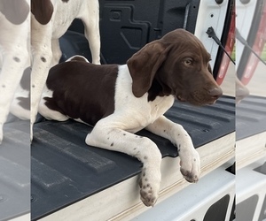 German Shorthaired Pointer Puppy for sale in SULPHUR SPGS, TX, USA