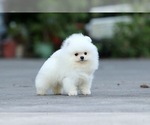 Small Photo #1 Pomeranian Puppy For Sale in CINCINNATI, OH, USA