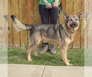 Kash - Male German Shepherd Dog Dog for Adoption - Photo #2