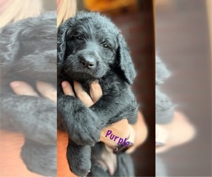 Labradoodle Puppy for sale in KLAMATH FALLS, OR, USA