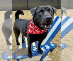 Small #14 Labrador Retriever Mix