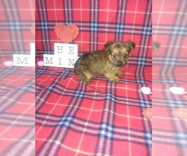 Medium Photo #14 Yorkshire Terrier Puppy For Sale in LAPEER, MI, USA