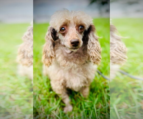 Medium Photo #2 Poodle (Toy) Puppy For Sale in Pacolet, SC, USA