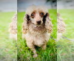 Small #1 Poodle (Toy)