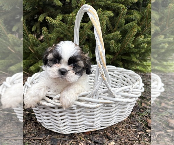 Medium Photo #3 Shih Tzu Puppy For Sale in MIDDLEBURY, IN, USA