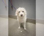 Small Chihuahua-Poodle (Toy) Mix