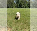 Small Photo #2 Great Pyrenees Puppy For Sale in ADAIRSVILLE, GA, USA