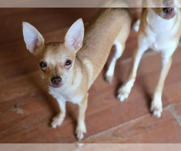 Medium Photo #1 Chihuahua-Unknown Mix Puppy For Sale in Center Township, PA, USA