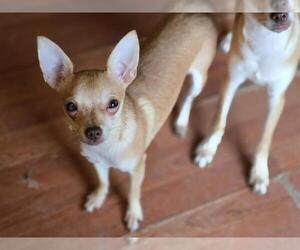 Chihuahua-Unknown Mix Dogs for adoption in Center Township, PA, USA