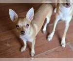 Small Chihuahua Mix