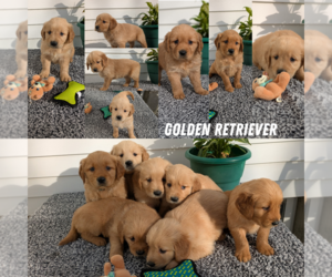 Golden Retriever Puppy for Sale in GOSHEN, Indiana USA