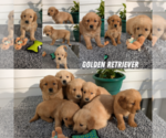 Small Golden Retriever
