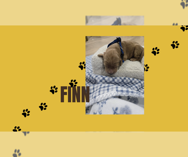 Medium Photo #1 Double Doodle Puppy For Sale in WHEAT RIDGE, CO, USA