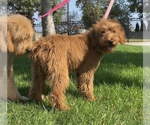 Goldendoodle Puppy for sale in ROSEMEAD, CA, USA