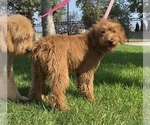 Small Photo #1 Goldendoodle Puppy For Sale in ROSEMEAD, CA, USA