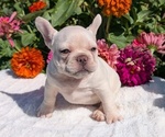 Small #12 French Bulldog
