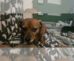 Small #2 Dachshund Mix