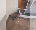 Small #2 American Pit Bull Terrier-Siberian Husky Mix