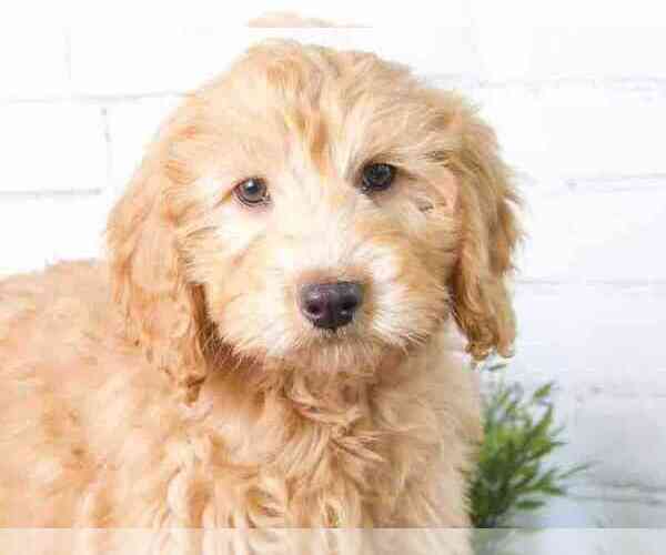 Medium Photo #1 Goldendoodle (Miniature) Puppy For Sale in RED LION, PA, USA