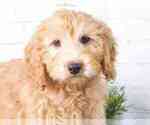 Small Photo #1 Goldendoodle (Miniature) Puppy For Sale in RED LION, PA, USA