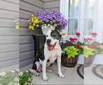 Small #3 American Pit Bull Terrier Mix