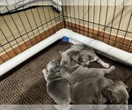 Small Photo #43 French Bulldog Puppy For Sale in TRENTON, TX, USA
