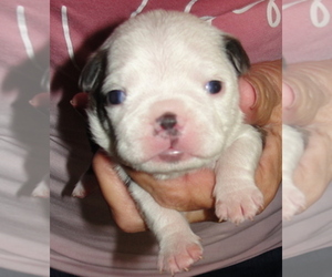 Boston Terrier Puppy for sale in CRKD RVR RNCH, OR, USA