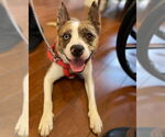 Small #17 Catahoula Leopard Dog Mix