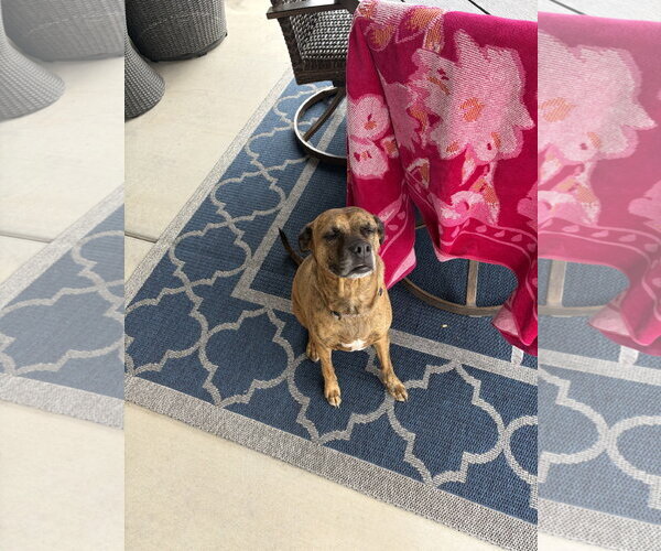 Medium Photo #2 Mutt Puppy For Sale in Chandler, AZ, USA