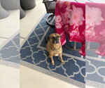 Small #1 Mutt