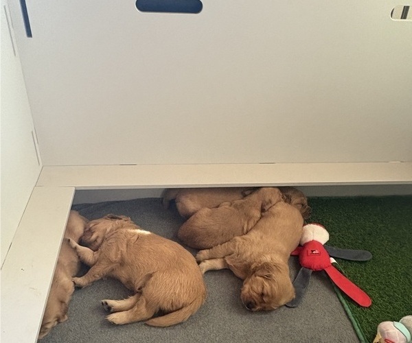 Medium Photo #4 Golden Retriever Puppy For Sale in PINE VALLEY, CA, USA