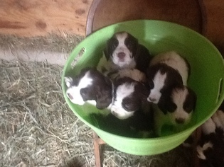 English Springer Spaniel Puppy for sale in MAYVILLE, NY, USA