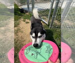Small #2 Siberian Husky