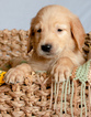 Small Photo #9 Golden Retriever Puppy For Sale in EX SPGS, MO, USA